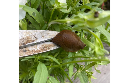 Vad skrämmer bort mördarsniglar? | Naturliga knep som fungerar