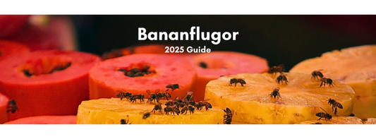 Bananflugor - Fruktade & Fruktiga (Så här blir du av med dem) - Rödceder.se | Effektiv Skadedjursbekämpning