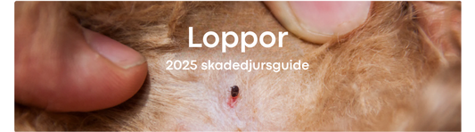 loppa som bitit sig fast i pälsen på ett djur, med texten "LOPPOR - 2023 skadedjursguide"