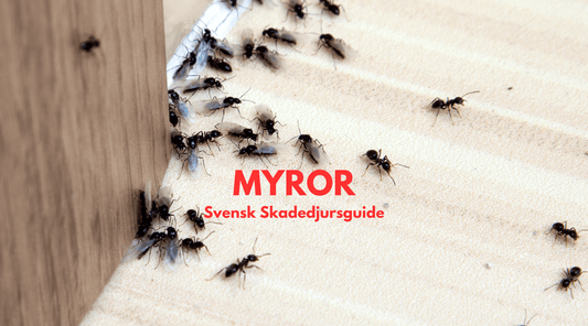 Myror - Bli av med inomhus och i trädgård (Svensk Skadedjursguide 2023) - Rödceder.se | Effektiv Skadedjursbekämpning