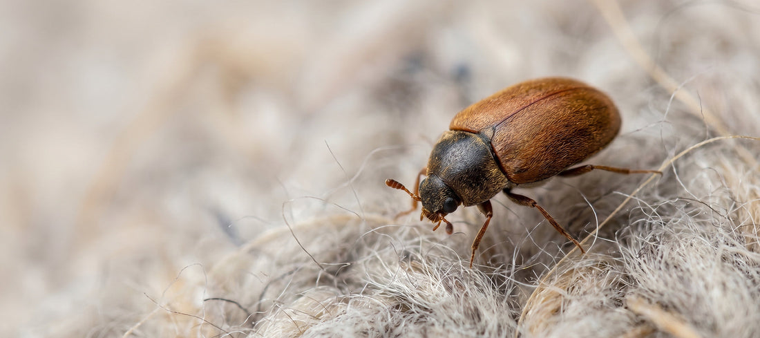 Brun pälsänger på ljus ulltextil i närbild – Rödceder.se