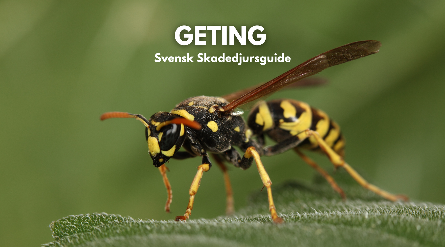 Geting – Stick åt skogen! (Skadedjursguiden 2024)