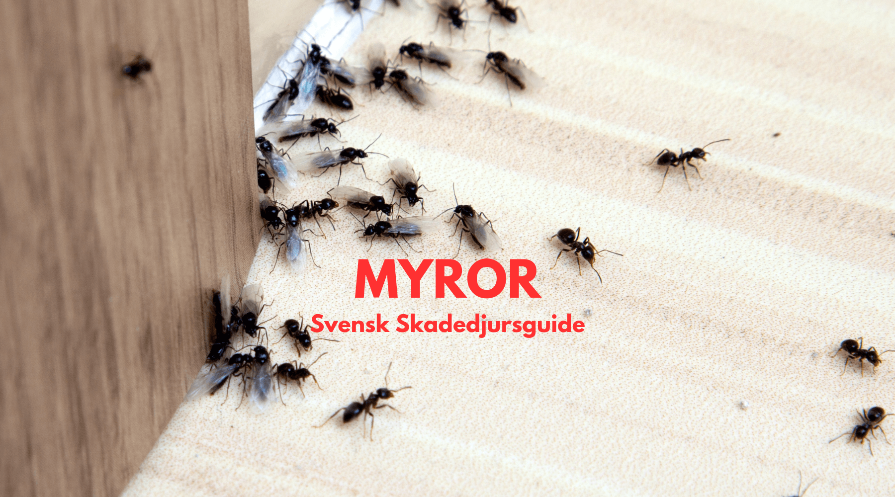 Myror Hur du blir av med myror inomhus och i trädgården - Skadedjursguide