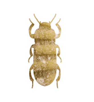 Rödceder.se | Effektiv Skadedjursbekämpning