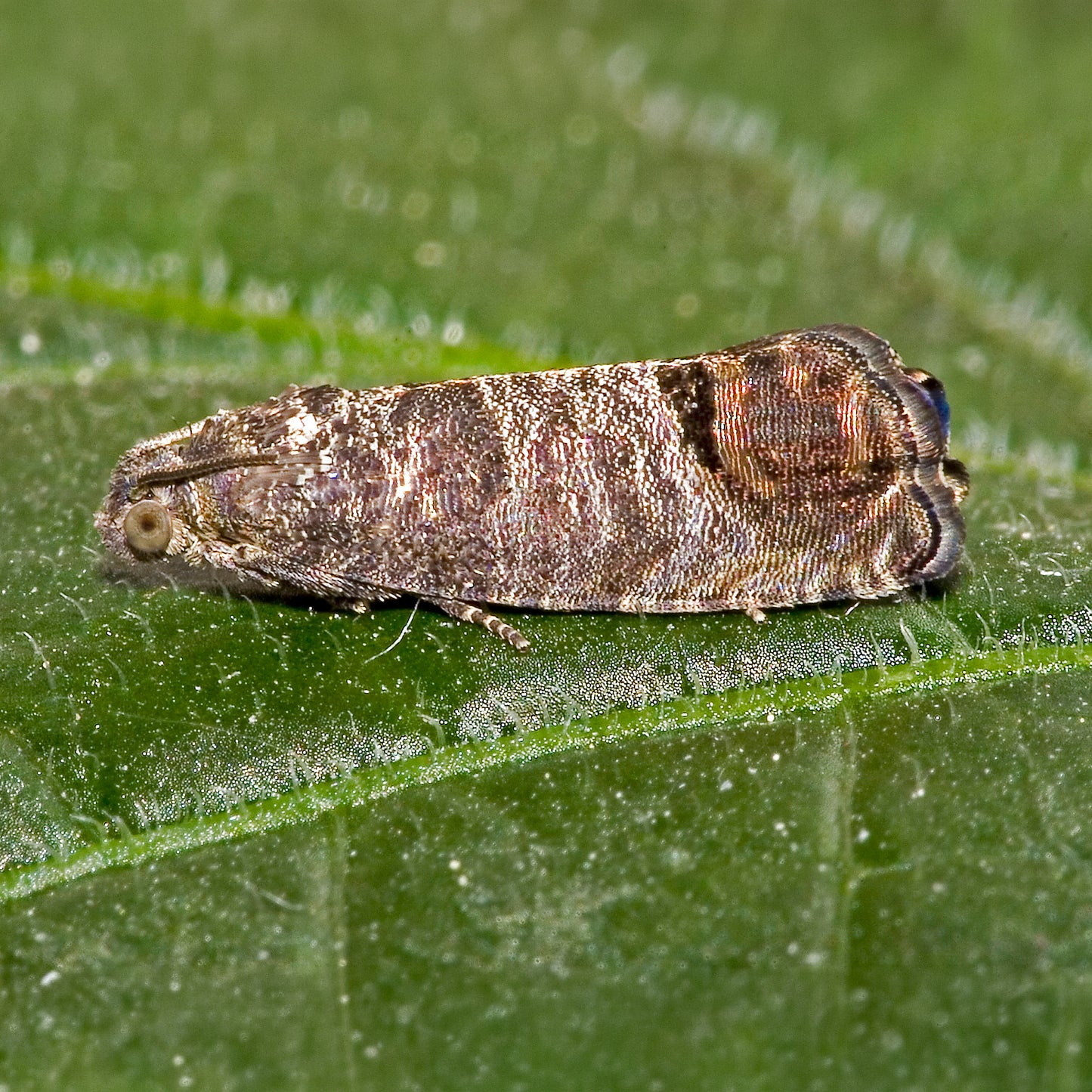 Äppelvecklare – Feromonfälla